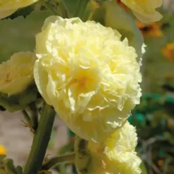 Rose Trémière jaune - Le pot de 9 x 9 cm
