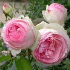 Rosier grimpant Pierre de Ronsard rose. Le pot de 5 litres