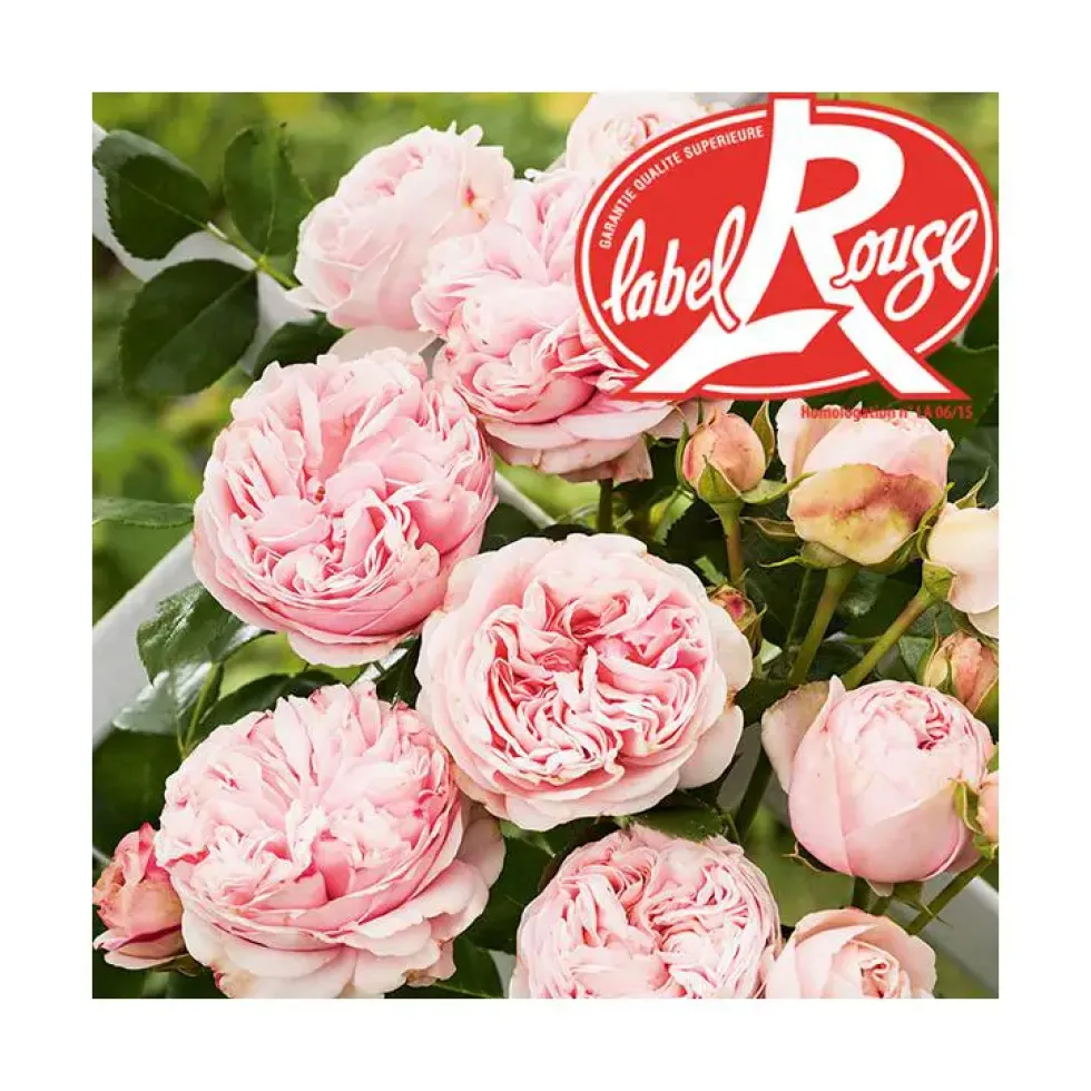 Rosier L’Alhambra® Label Rouge en pot de 5L