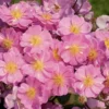 Rosier LAVENDER DREAM® ‘Interlav’ violet. Le pot de 3L