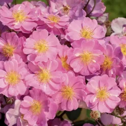 Rosier LAVENDER DREAM® ‘Interlav’ violet. Le pot de 3L