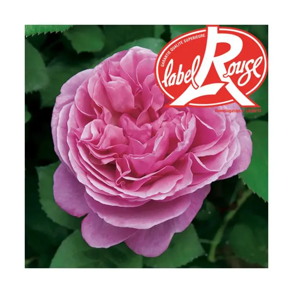 Rosier Line Renaud® Label Rouge en pot de 5L