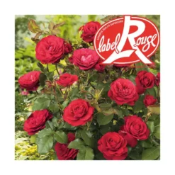 Rosier Mona Lisa® Label Rouge en pot de 5L