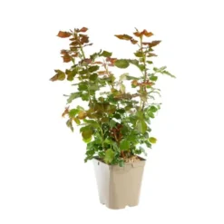 Rosier Mona Lisa® Label Rouge en pot de 5L