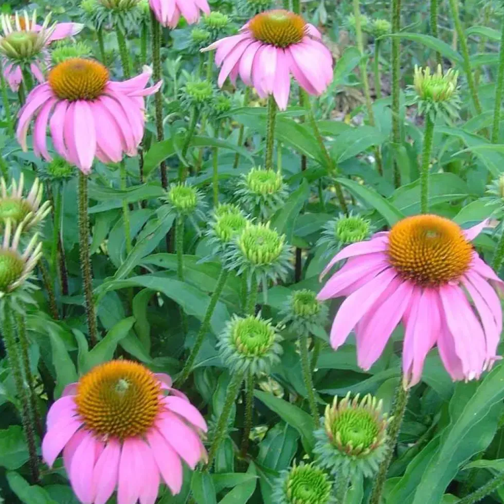 Rudbeckia - Le pot de 5 litres
