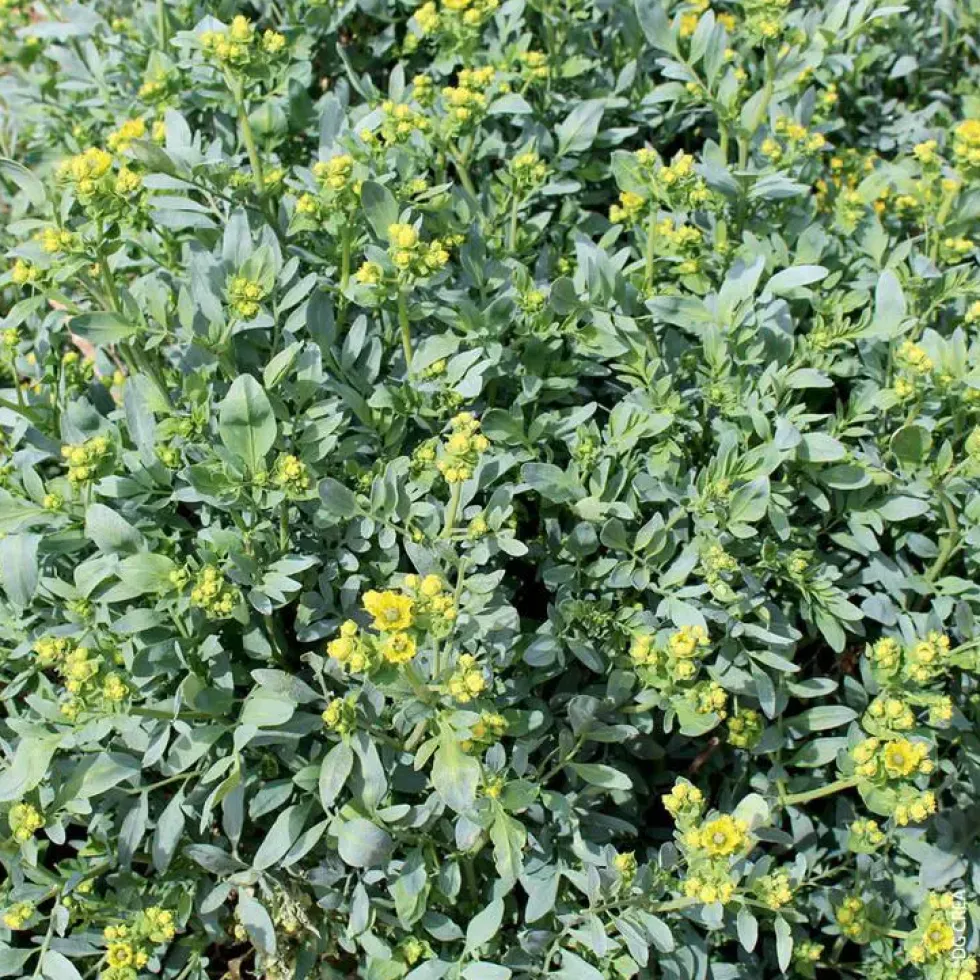 Rue Bio. Le pot de 1 litre