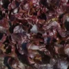 Salade A Couper Feuille De Chene Rouge Opalix Bio. La barquette de 12 plants