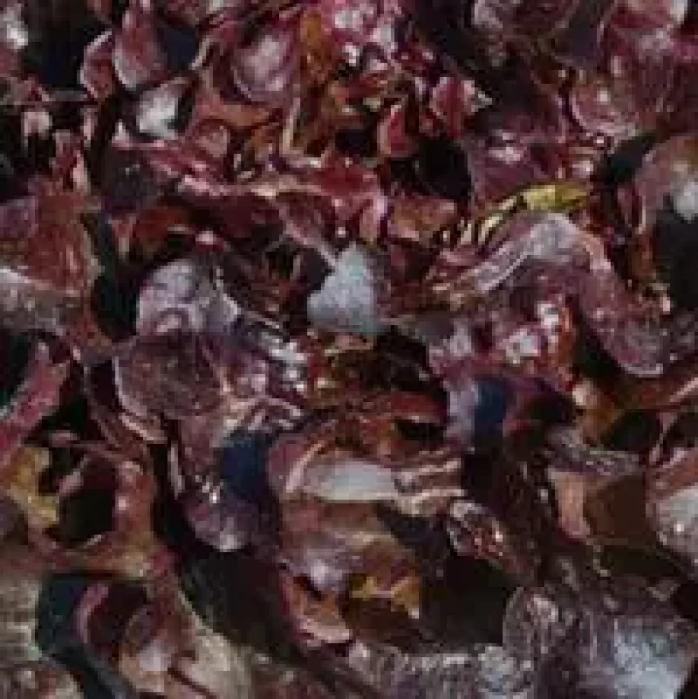 Salade A Couper Feuille De Chene Rouge Opalix Bio. La barquette de 12 plants