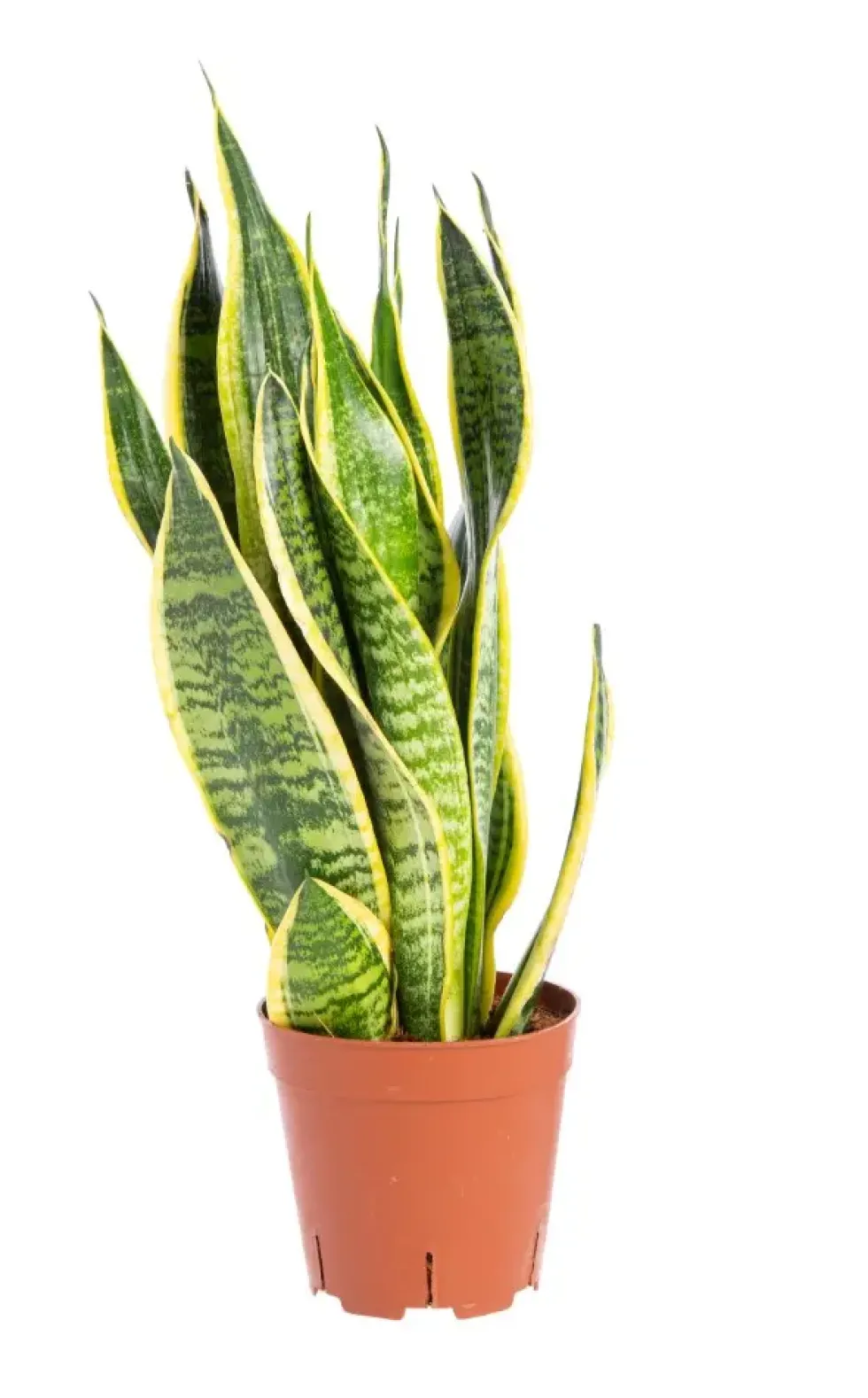 Sansevieria Trifasciata Laurentii. Le pot de Ø 21 x H 80/90 cm