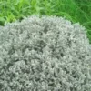 Santoline grise ou Santolina chamaecyparissus. Le pot de 2,5 litres