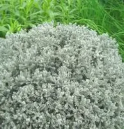 Santoline grise ou Santolina chamaecyparissus. Le pot de 2,5 litres