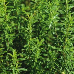 Sarriette Bio. Le pot de 2,5 litres