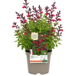 Sauge Arbustive Magical® Zambezi - Le pot de 2 litres