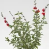 Sauge Arbustive 'Royal Bumble' - Le pot de 2 litres