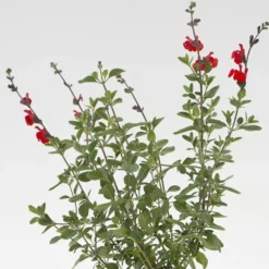 Sauge Arbustive 'Royal Bumble' - Le pot de 2 litres