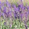 Sauge des bois bleue Caradonna. Le pot de 2 litres