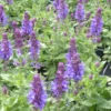 Sauge des bois caradonna bleue en pot de 2 L