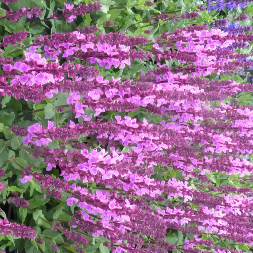 Sauge Nemerosa Sensation Cpt Bright Rose - Le pot de 2 litres