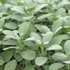 Sauge Officinale Bio. Le pot de 10,5 cm