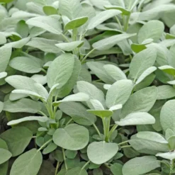 Sauge Officinale Bio. Le pot de 10,5 cm