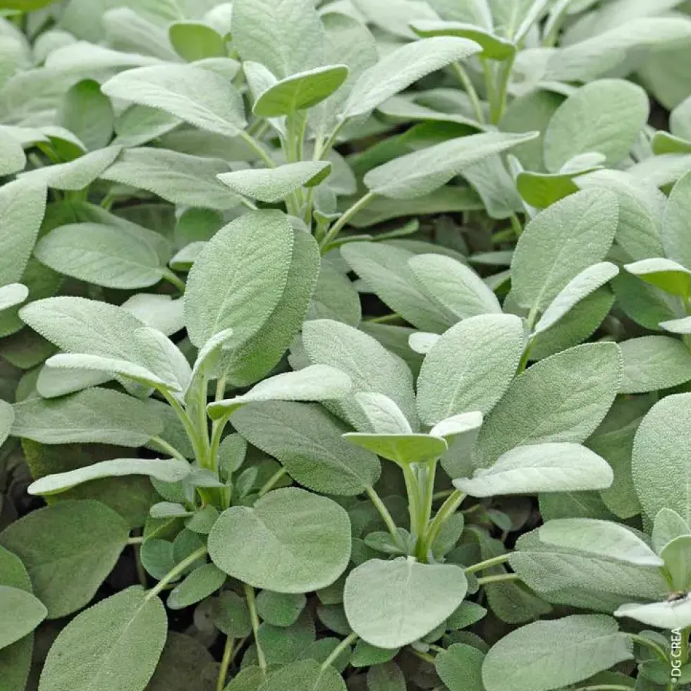 Sauge Officinale Bio. Le pot de 2,5 litres