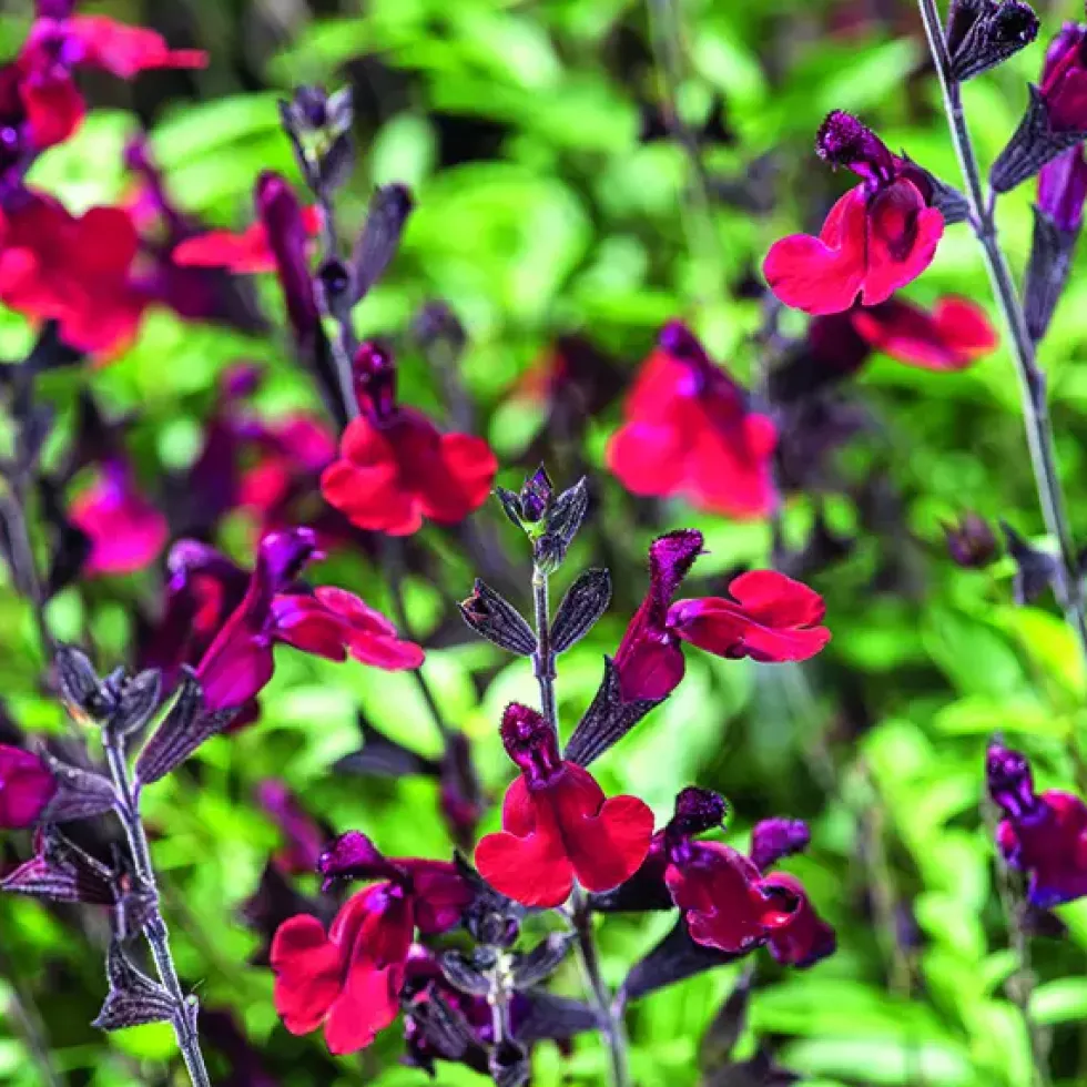 Sauge vivace Bordeaux botanic®. Le pot de 3 litres