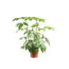 Schefflera Actinophylla Amate ou Arbre parapluie pot Ø24 cm/ H100 cm