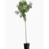 Schinus Molle (Faux Poivrier) en pot de 9 L vert
