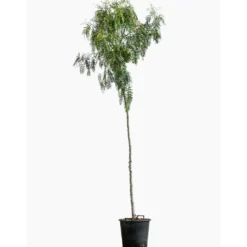 Schinus Molle (Faux Poivrier) en pot de 9 L vert