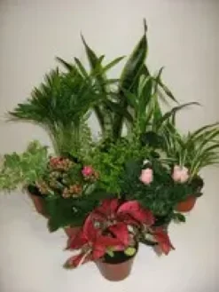 Schlumbergera ou Cactus de Noël. Le pot de Ø 9 cm
