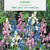 Scilla hispanica en mélange botanic® - 10 bulbes
