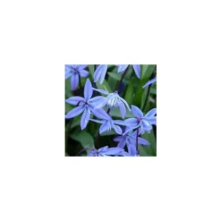 Scille de Sibérie - Le pot de 10.5 cm