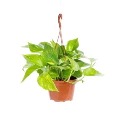 Scindapsus Aureus suspension Ø17xH35 cm