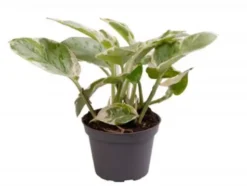 Scindapsus N’Joy mini. Le pot de Ø 6 x H 10 cm