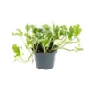 Scindapsus N’Joy pot Ø12xH20 cm