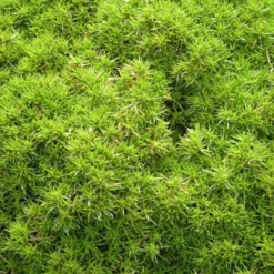 Scleranthus mousse - Le pot de 1 litre