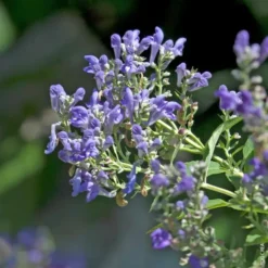Scutellaria - Le pot de 1 litre
