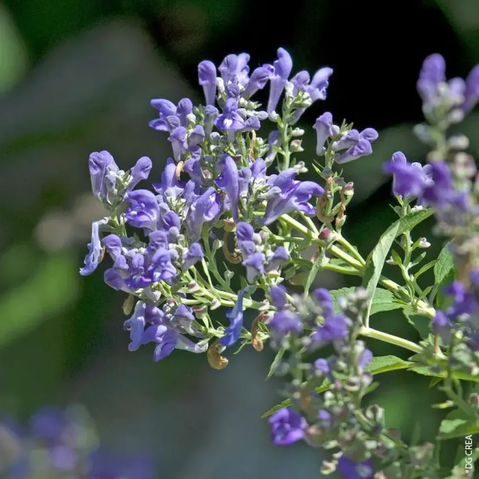 Scutellaria - Le pot de 1 litre