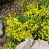 Sedum Acre - Le pot de 1 litre