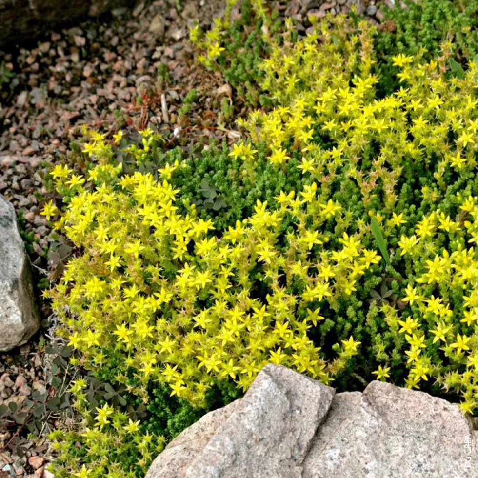 Sedum Acre - Le pot de 1 litre