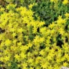Sedum Acre - Le pot de 9 x 9 cm