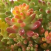 Sedum Collection - Le pot de 3 litres