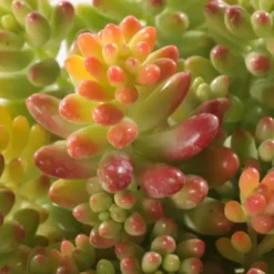 Sedum Collection - Le pot de 3 litres