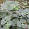 Sedum Sieboldii - Le pot de 2 litres