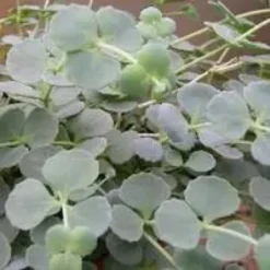 Sedum Sieboldii - Le pot de 2 litres