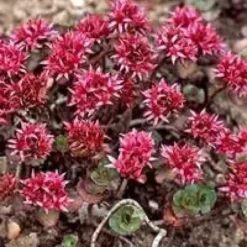 Sedum Spurium - Le pot de 10,5 cm