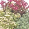 Sedums Varies - Le pot de 4 litres