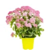 Sedum Telephium - Le pot de 3 litres