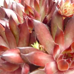 Sempervivum Mix - Le pot de 0,5 litre
