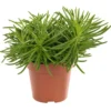 Senecio himalaya